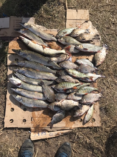 Фото с рыбалки Карась, Окунь, Щука