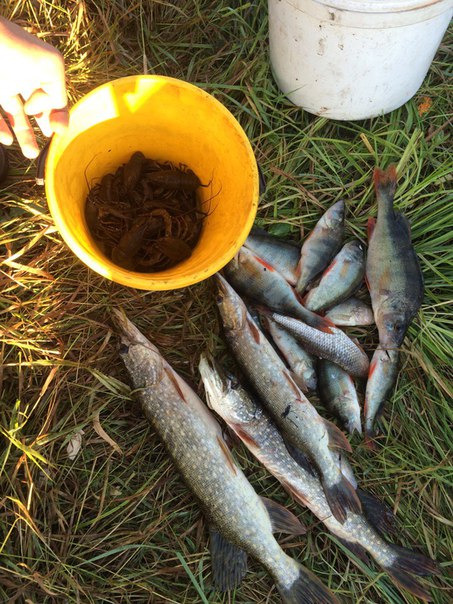 Фото с рыбалки Окунь, Рак, Щука