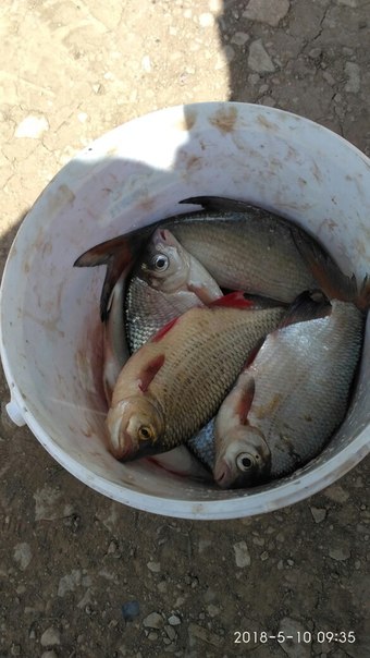 Фото с рыбалки Густера, Красноперка