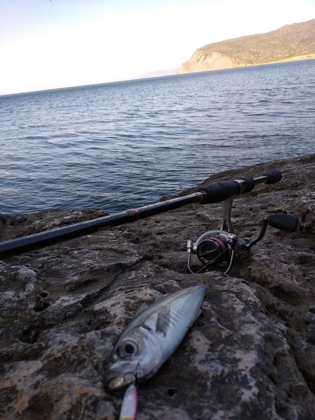 Фото с рыбалки Луфарь, Скорпена-ёрш