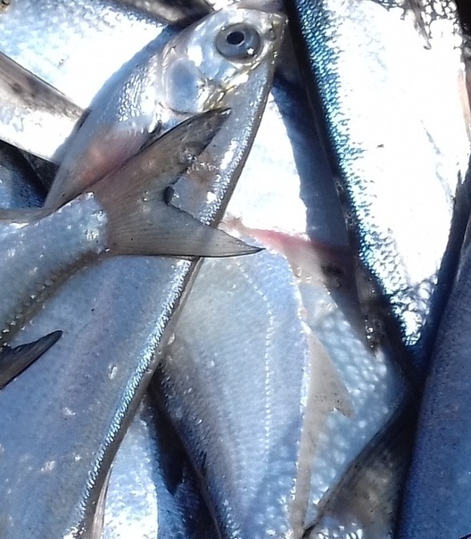 Фото с рыбалки Чехонь