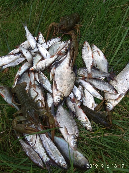 Фото с рыбалки Лещ, Окунь, Плотва, Рак, Чехонь