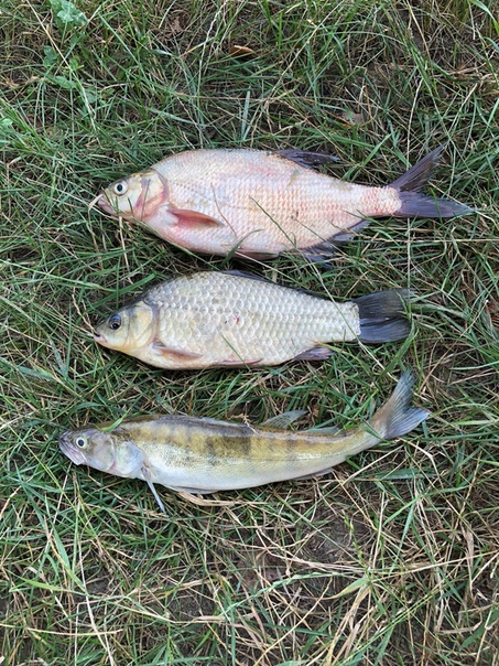 Фото с рыбалки Карась, Лещ, Судак