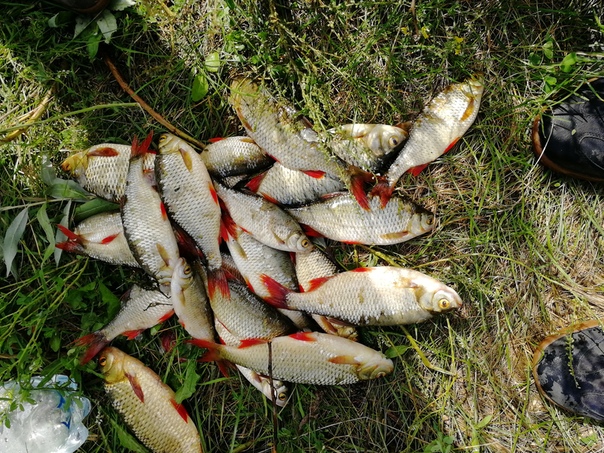 Фото с рыбалки Красноперка
