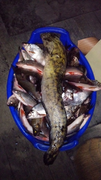 Фото с рыбалки Ерш, Налим, Плотва