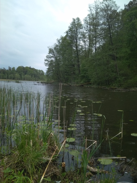 Фото с рыбалки Лещ, Линь