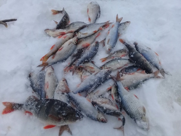 Фото с рыбалки Голавль, Окунь, Плотва
