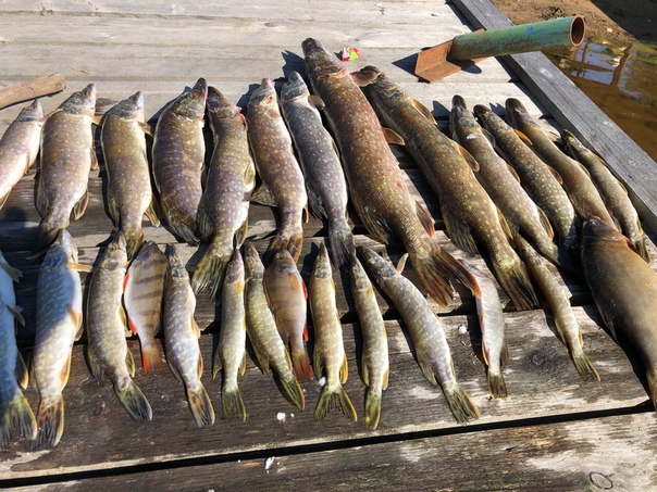 Фото с рыбалки Линь, Окунь, Щука
