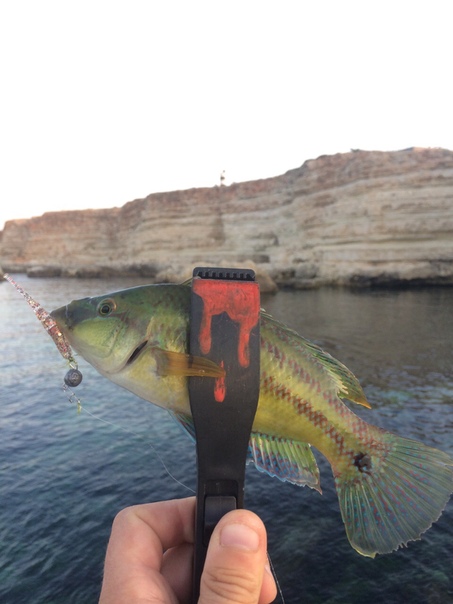 Фото с рыбалки Морской окунь, Рулена (Зеленуха)