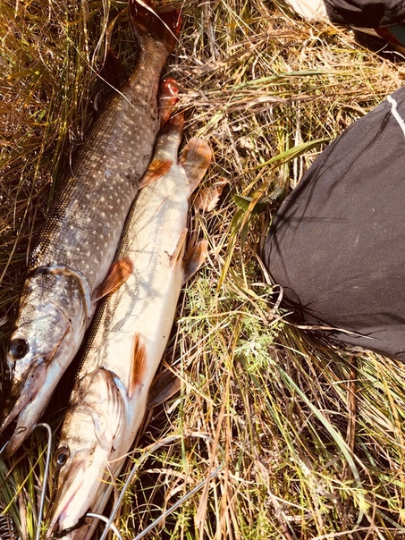 Фото с рыбалки Щука