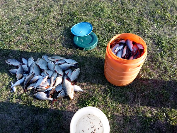 Фото с рыбалки Красноперка, Плотва