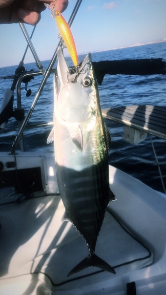 Фото с рыбалки Пеламида