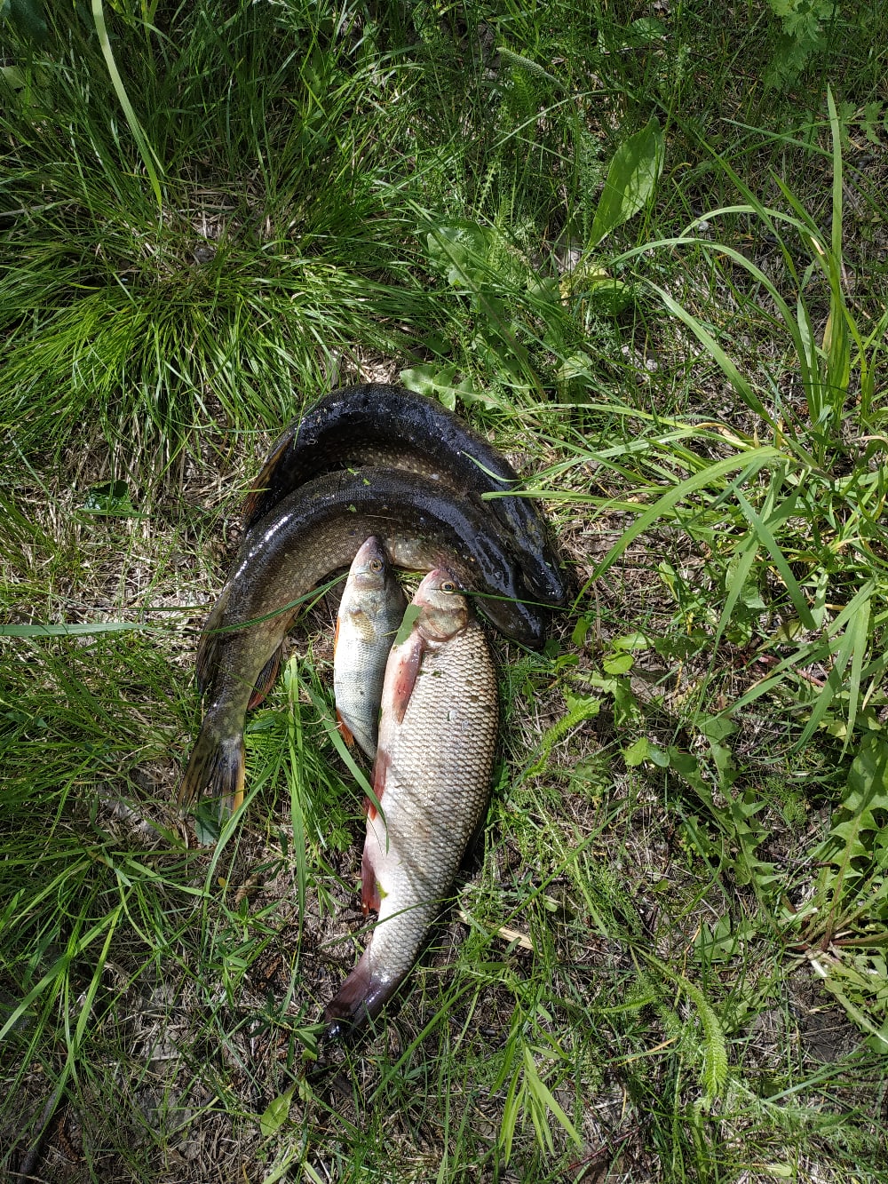 Фото с рыбалки Ловля судака, щуки, леща, карася, язя, налима