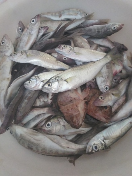 Фото с рыбалки Луфарь, Морской окунь