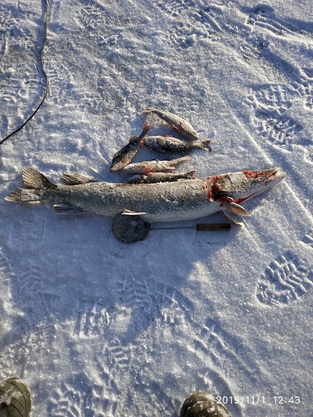 Фото с рыбалки Окунь, Щука