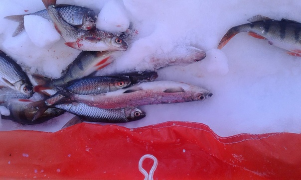 На что клюет ряпушка зимой - сезонные особенности и советы для рыболова