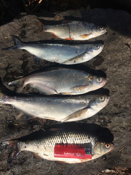 Фото с рыбалки Плотва, Синец, Чехонь