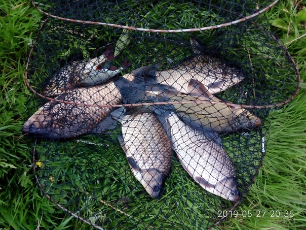 Рыбалка Карась, Линь