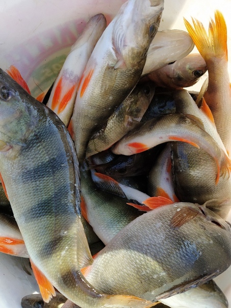 Фото с рыбалки Окунь