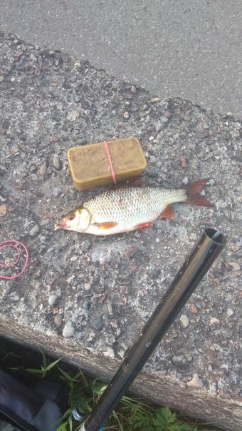 Фото с рыбалки Красноперка