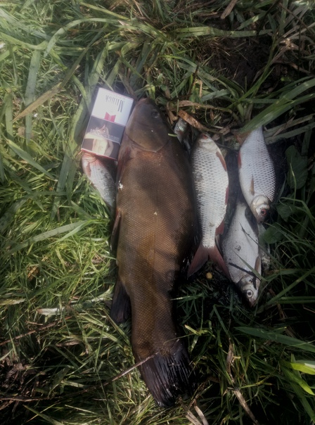 Рыбалка Линь, Плотва