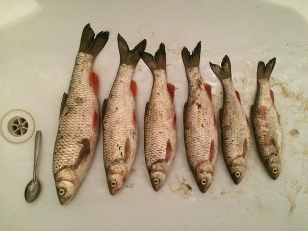 Оренбургская рыба. Большие Оренбургские рыбы. Рыбалка в Оренбурге. Экорыбалка Оренбург. Купить рыбу в оренбурге