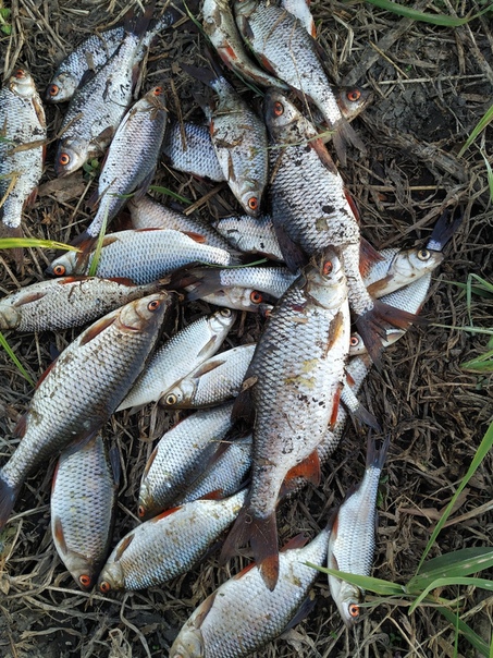 Рыбалка Елец, Плотва