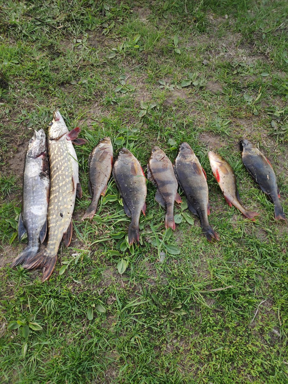 Фото с рыбалки Щука, Окунь