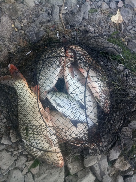 Фото с рыбалки Карась, Лещ, Сазан