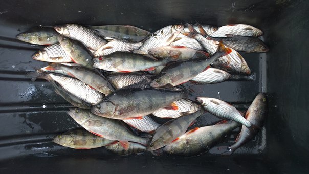 Фото с рыбалки Окунь, Плотва