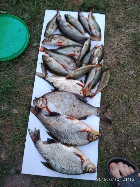 Фото с рыбалки Густера, Окунь