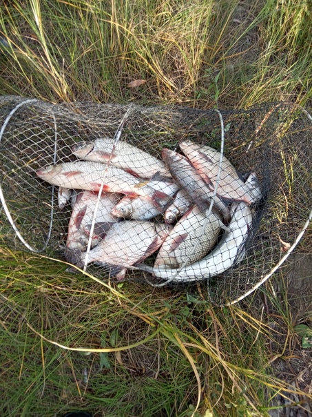 Фото с рыбалки Лещ, Судак, Язь