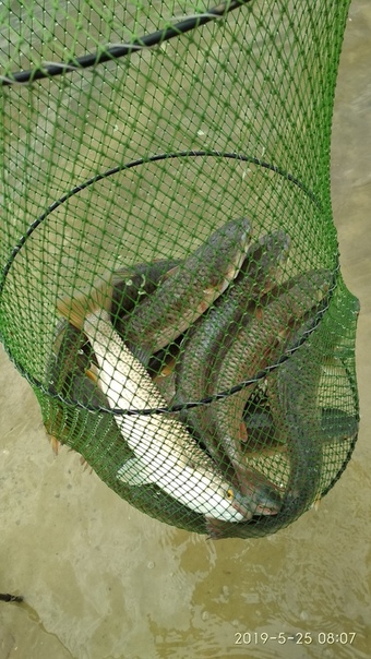 Фото с рыбалки Пиленгас