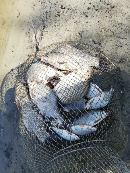 Фото с рыбалки Густера, Карась, Плотва