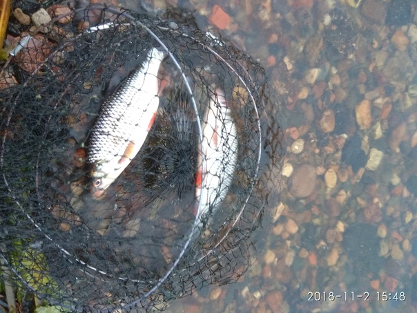 Фото с рыбалки Плотва