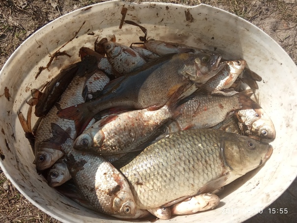 Фото с рыбалки Карась, Карп, Окунь