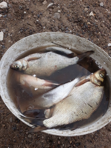 Фото с рыбалки Лещ, Чехонь