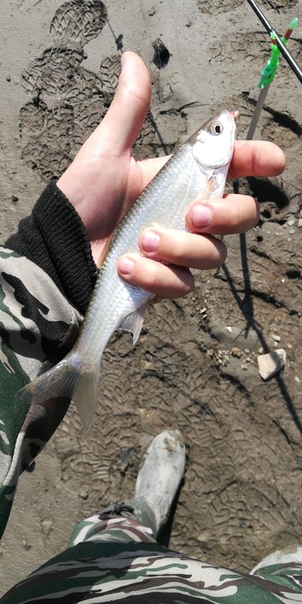 Фото с рыбалки Елец, Плотва