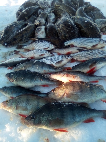 Фото с рыбалки Налим, Окунь, Плотва