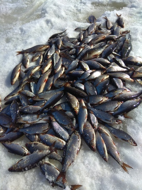 Фото с рыбалки Плотва, Сиг