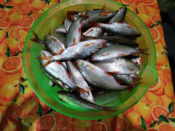 Фото с рыбалки Линь, Плотва