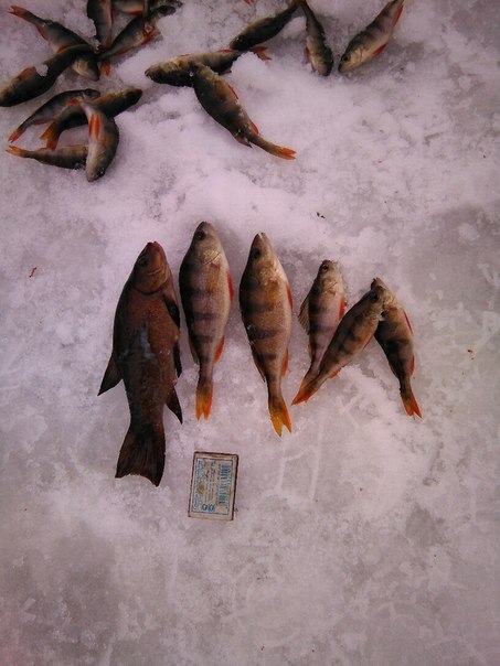 Рыбалка Линь, Окунь
