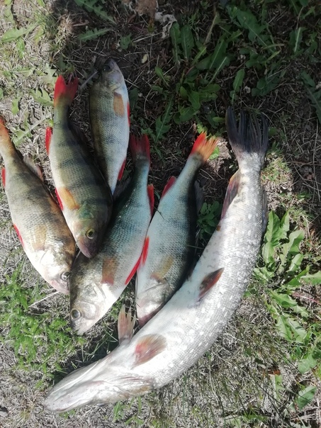 Фото с рыбалки Лещ, Окунь, Щука