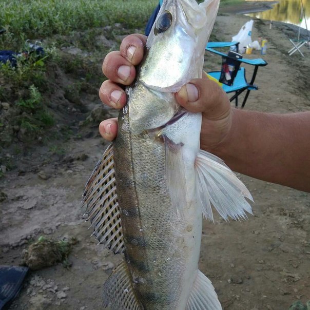 Фото с рыбалки Лещ, Плотва, Судак