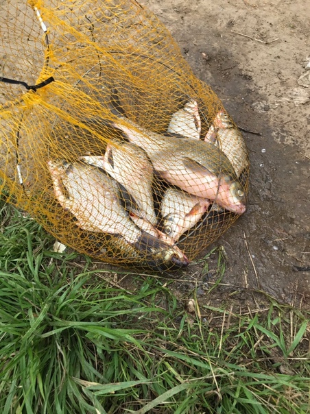 Фото с рыбалки Красноперка, Лещ, Плотва