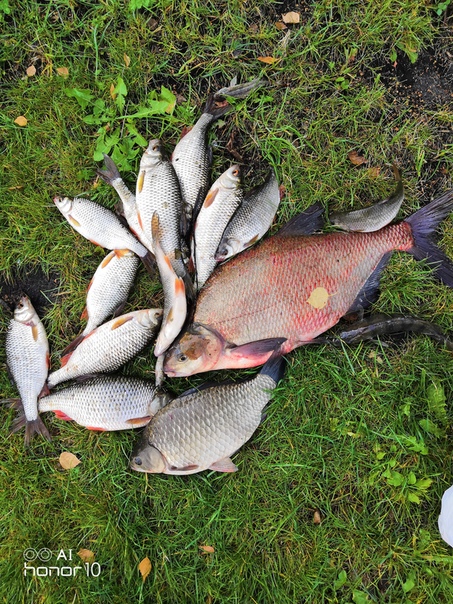Фото с рыбалки Карась, Лещ, Плотва
