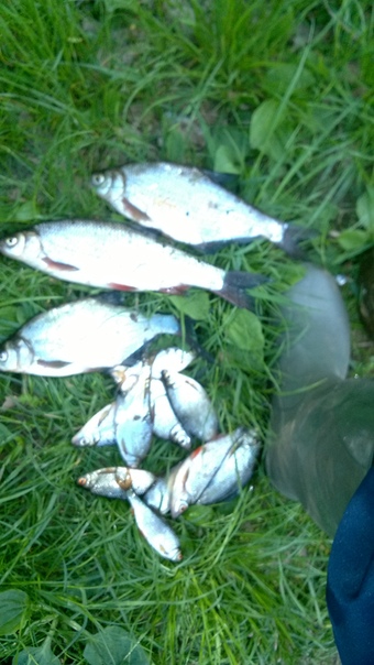 Фото с рыбалки Лещ, Плотва, Подуст, Рыбец (Сырть)