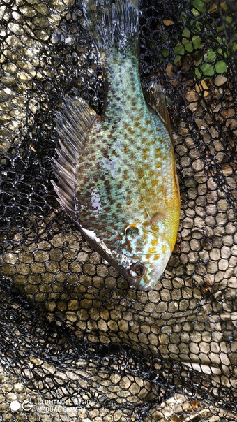 Фото с рыбалки Окунь Солнечный