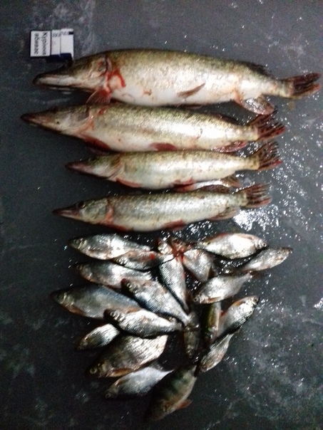 Фото с рыбалки Густера, Окунь, Щука