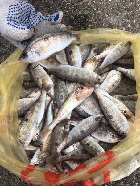 Фото с рыбалки Барабулька, Морской окунь
